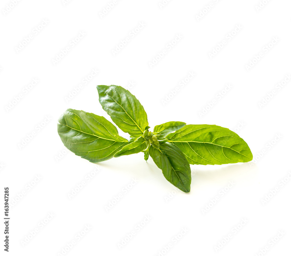 green basil herb leaves isolated green basil herb leaves isolated