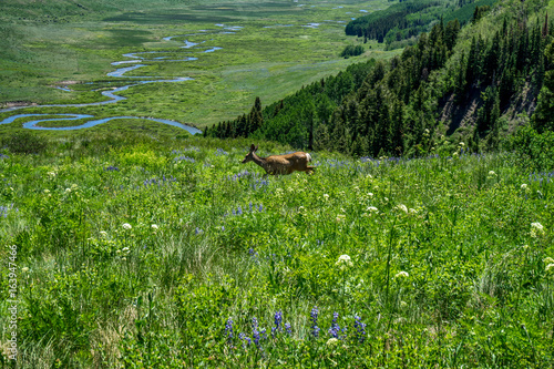 Deer in meadow in high Rocky Mountains