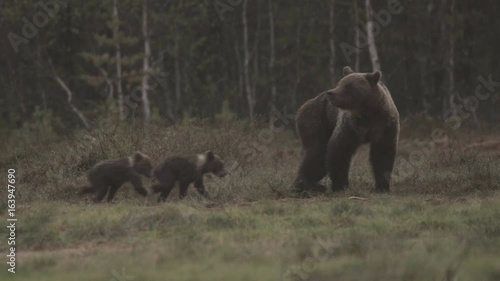 wild european brown bear