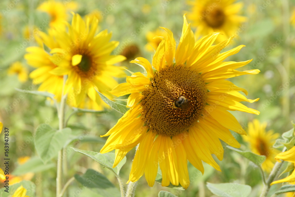 Hummel und Sonnenblume Hummel und Sonnenblume