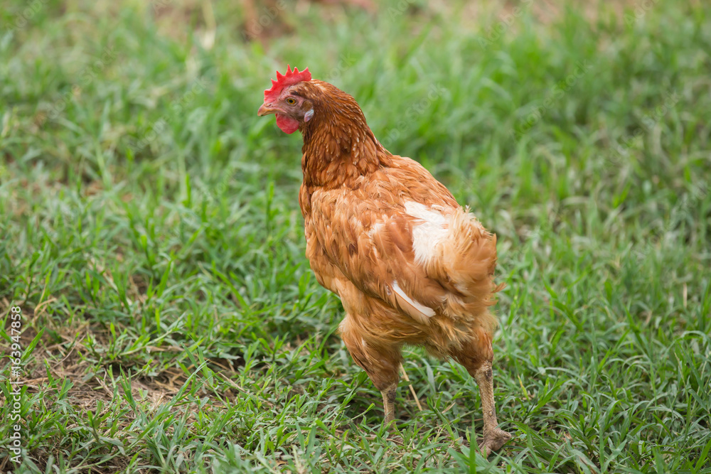 Fototapeta premium chicken