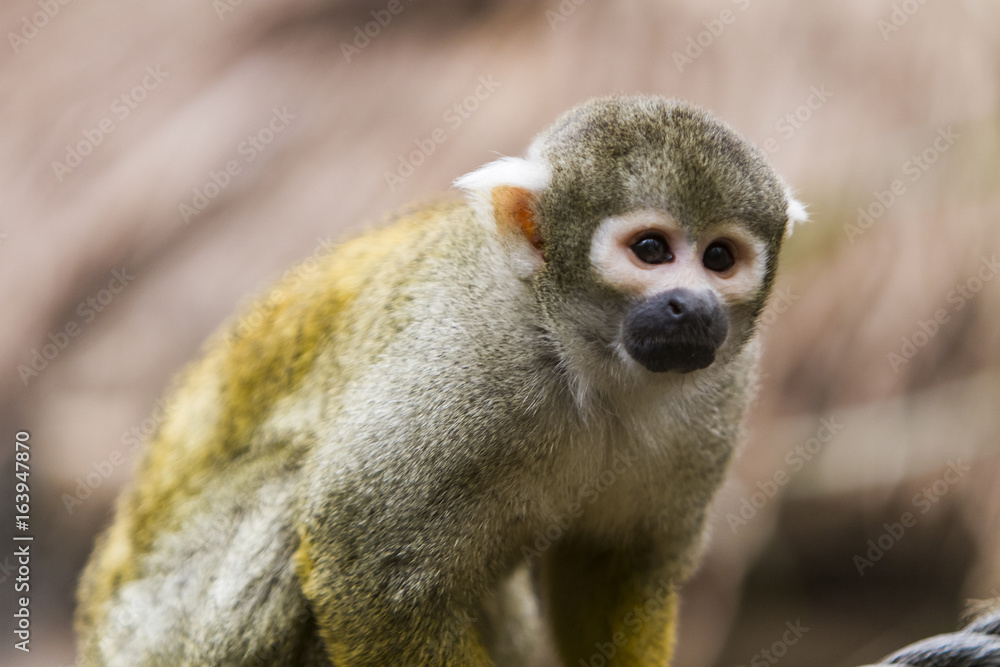 Squirrel monkey Squirrel monkey