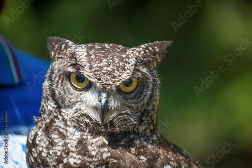 African owl portrait