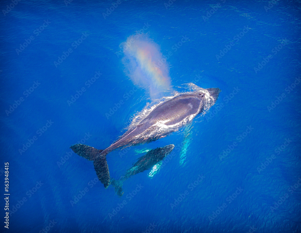 Obraz premium Whale 8