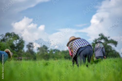 Transplant rice seedlings in rice field, Asian farmer is withdrawn seedling and kick soil flick of Before the grown in paddy field,Thailand, Farmer planting rice in the rainy season.