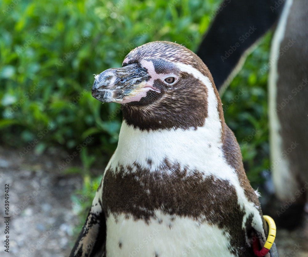 Naklejka premium Humboldt-Pinguin - Spheniscus humboldti