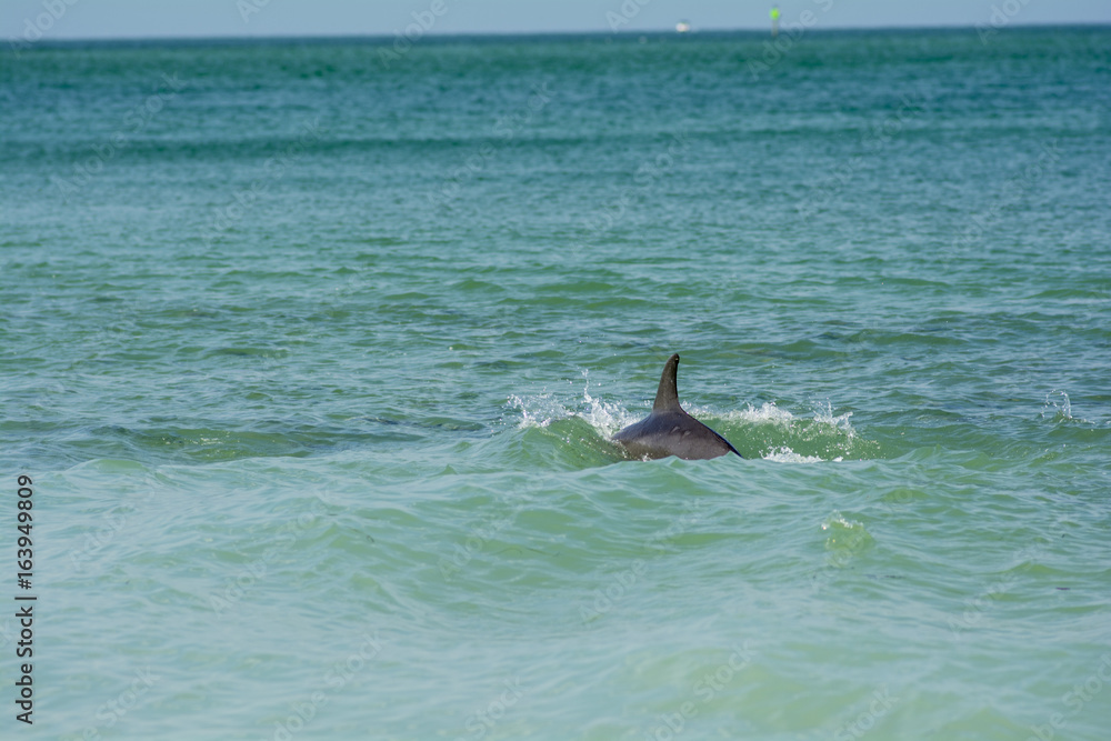Obraz premium dolphin swimming in ocean