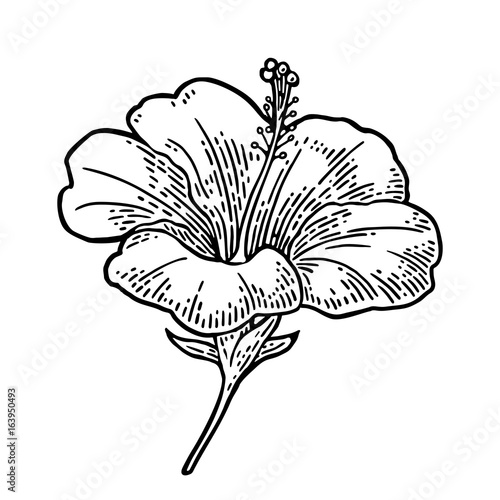 Hibiscus flower. black engraving vintage illustration on white background