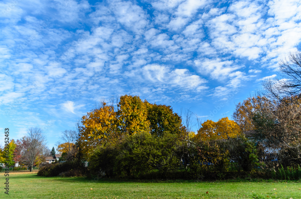 Fall trees with a blue sky and puffy clouds.