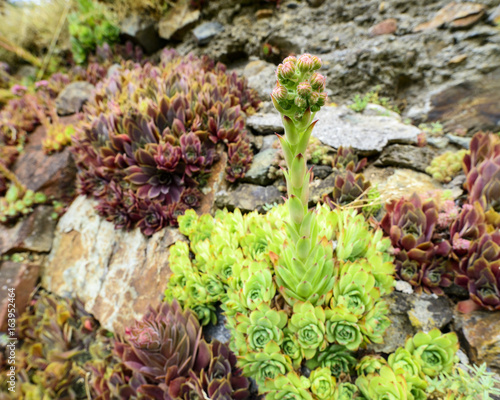 Sempervivum montanum. Mountain houseleek. Flowers of the Alps