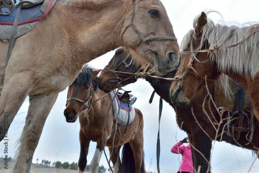 Obraz premium Noeuyade mongole