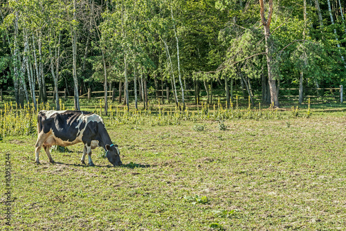 Black and white milk cow grazing in place for summer cows in Mezhyhiria near Kiev. photo