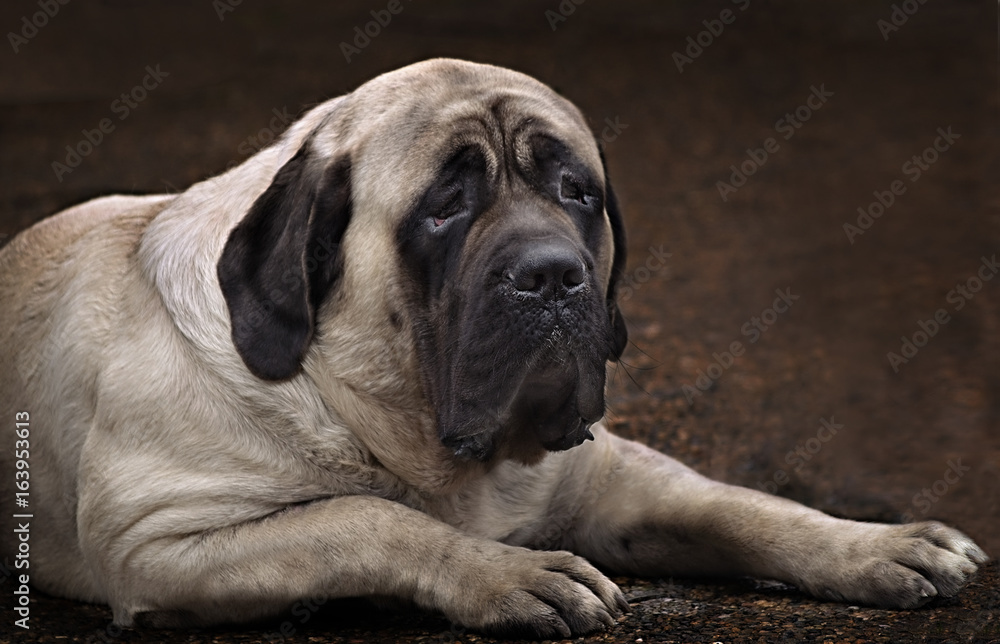 custom made wallpaper toronto digital portrait  On a dark brown background lying English mastiff. Perhaps one of the most well-known breeds in the world, a true Englishman and an aristocrat