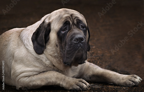 Wallpaper Mural  portrait  On a dark brown background lying English mastiff. Perhaps one of the most well-known breeds in the world, a true Englishman and an aristocrat Torontodigital.ca