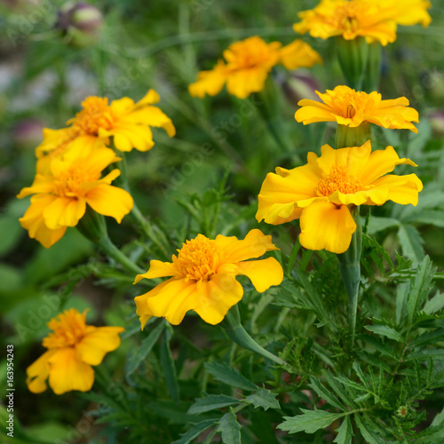 Yellow marigold flowers © sarahdoow