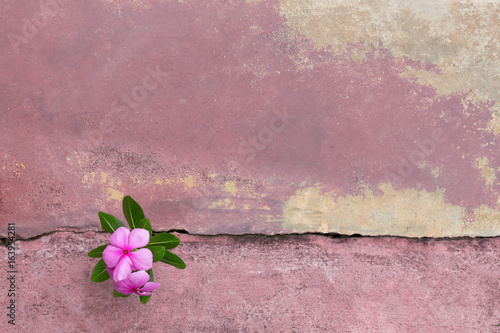 Plant growing with Purple flower on green leaf young tree through crack in pavement background