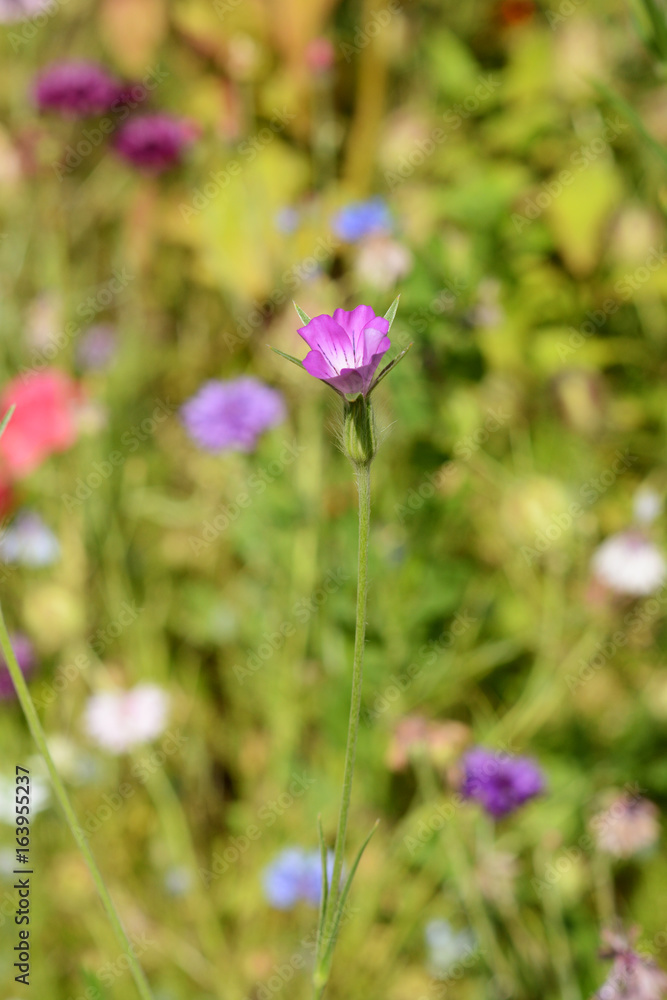 Corn cockle wild flower against blurred background of flowers Corn cockle wild flower against blurred background of flowers