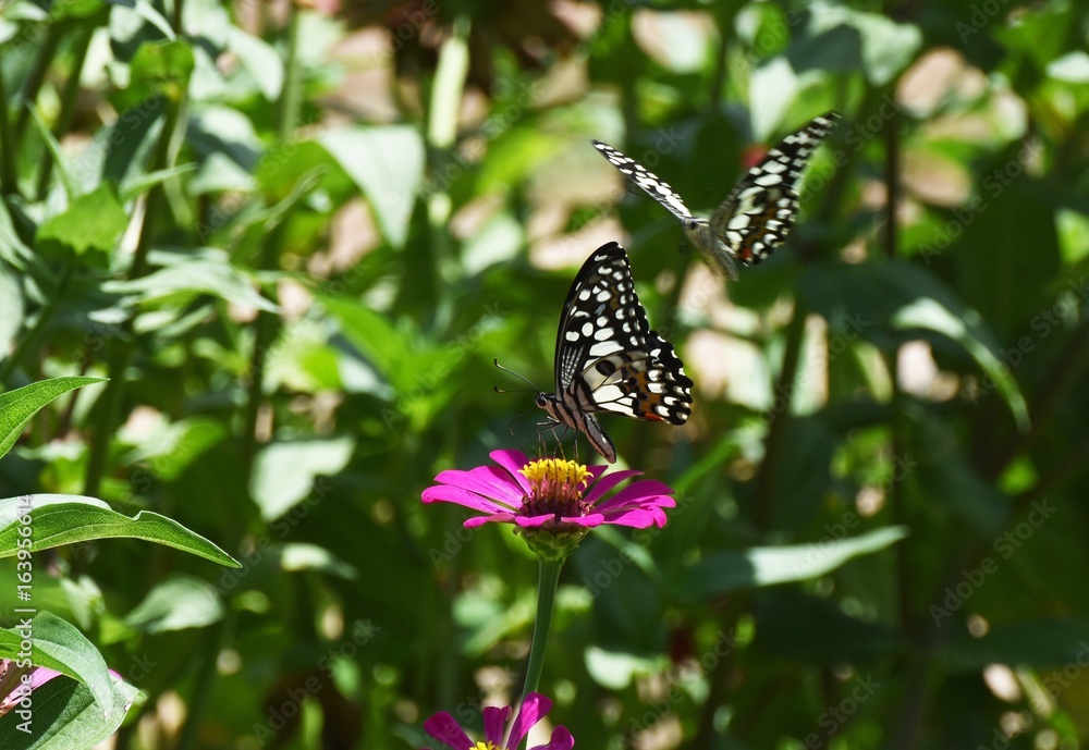little butterfly find food on flower in morning little butterfly find food on flower in morning