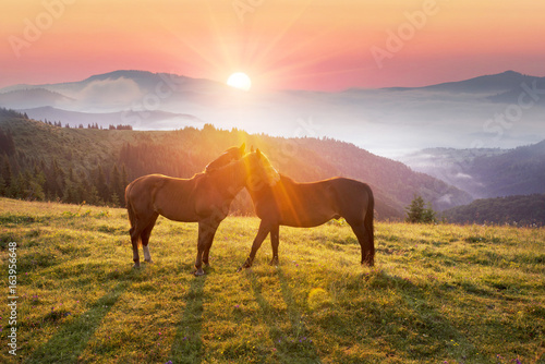 horses in the foggy Carpathians © panaramka