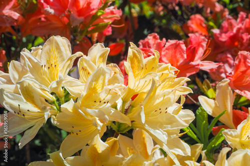 Azaleas  rhododendrons bloom beautifully in the Park.  