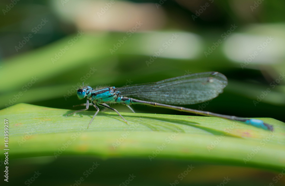libelle libelle
