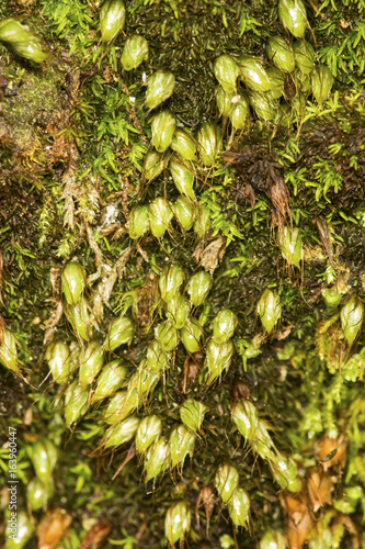 Nut moss sporophytes on soil from Newbury, New Hampshire photo