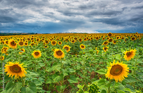 Field of blooming sunflowers