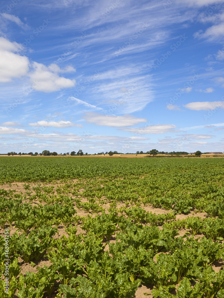 sugar beet crop in summer