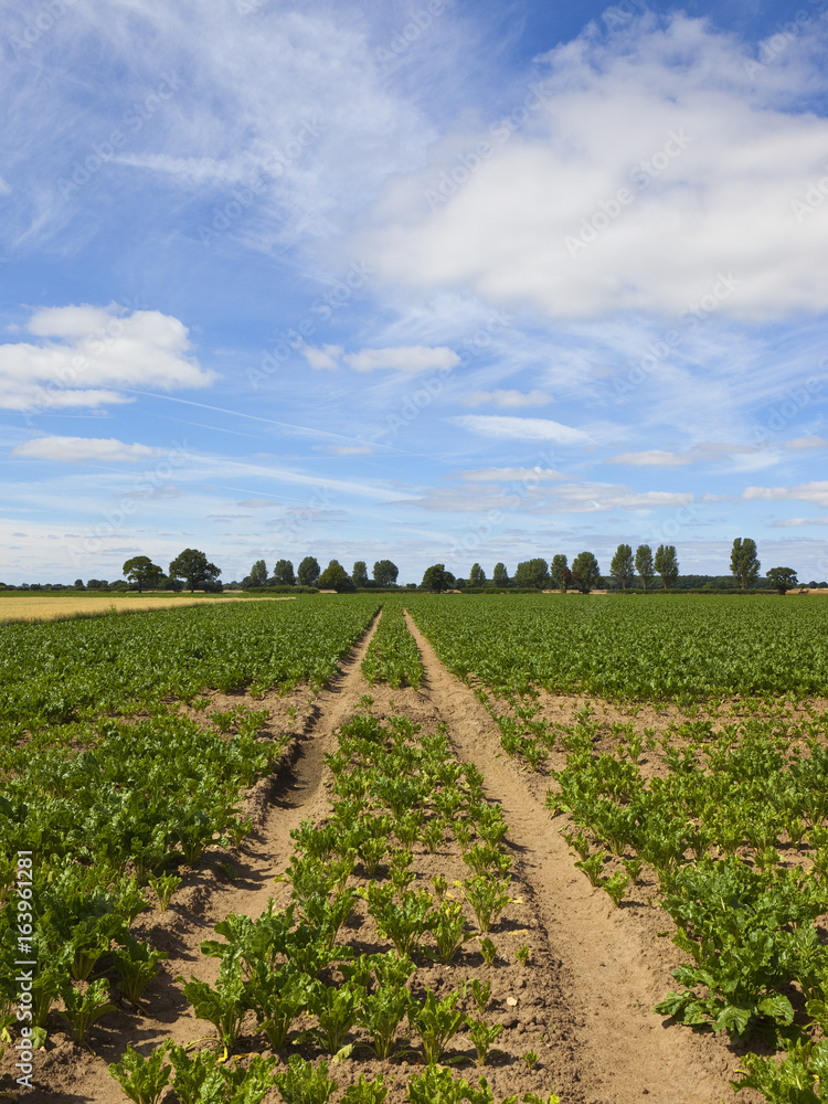 sugar beet field with tyre tracks