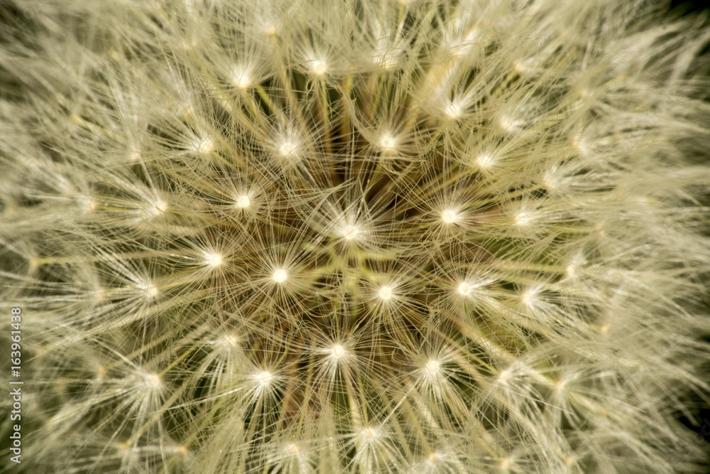 Geodesic dandelion head from Mt. Sunapee in Newbury, New Hampshire