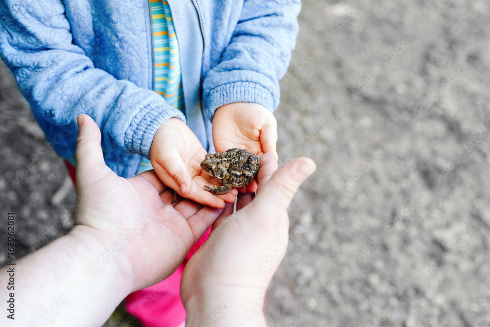 Closeup of father parent and child hands holding small green brown forest frog, outside on summer day