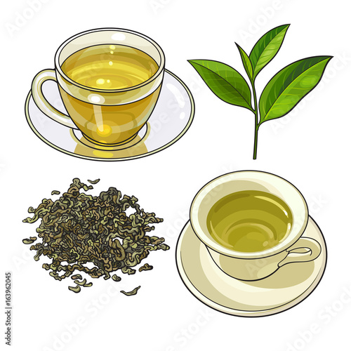 Green tea cup, fresh and dry leaves, sketch vector illustration isolated on white background. Hand drawn green tea drink in transparent glass and china cup and saucer, fresh and dry leaves