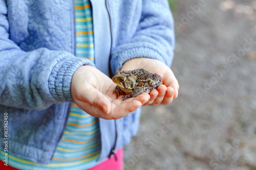 Closeup of Caucasian kid child hands holding small green brown forest frog, outside on summer autumn day