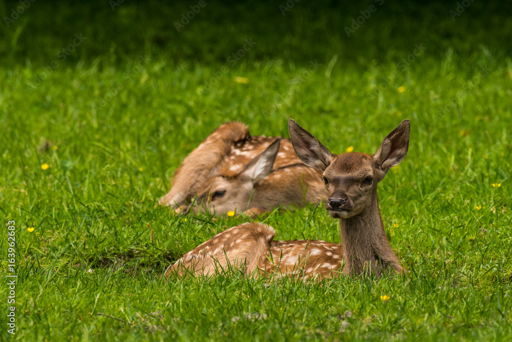 Red Deer in Bialowieza Forest Red Deer in Bialowieza Forest