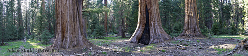 Three Sequoias