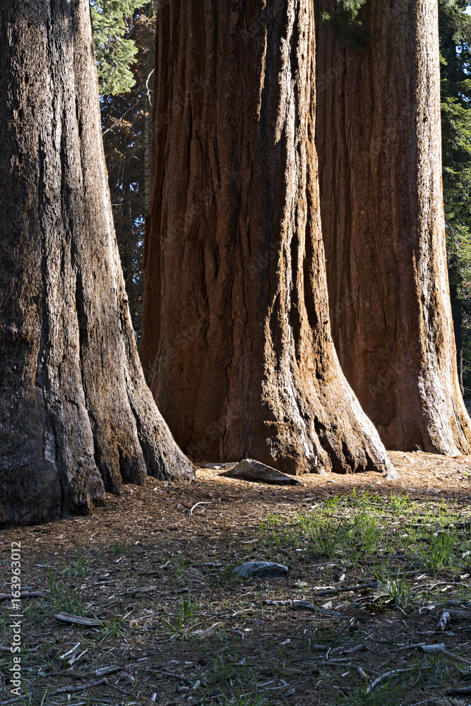 Vertical Sequoia Trunk Trio Vertical Sequoia Trunk Trio