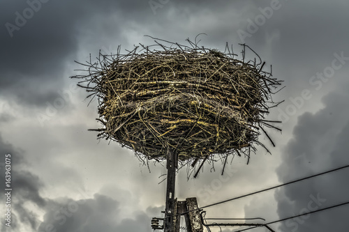 Storks nest Poland photo
