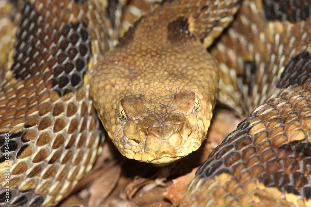 Timber Rattlesnake (Crotalus horridus) Timber Rattlesnake (Crotalus horridus)