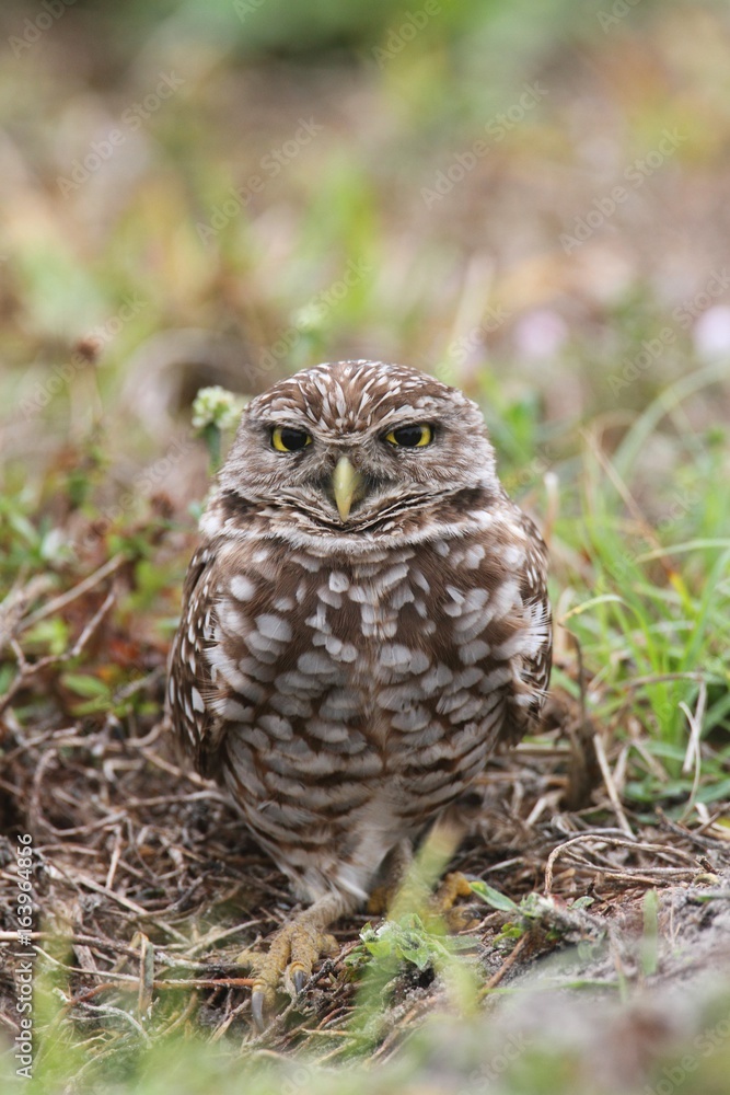 Fototapeta premium Burrowing Owl (athene cunicularia)