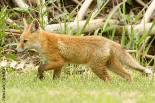 Red Fox Kit © Steve Byland