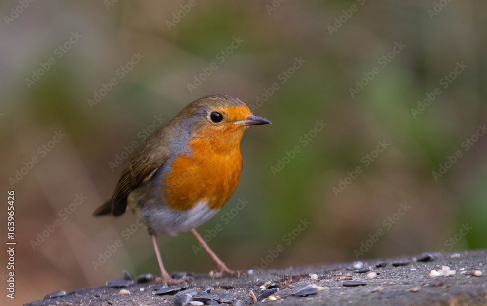 Robin Red Breast Robin Red Breast