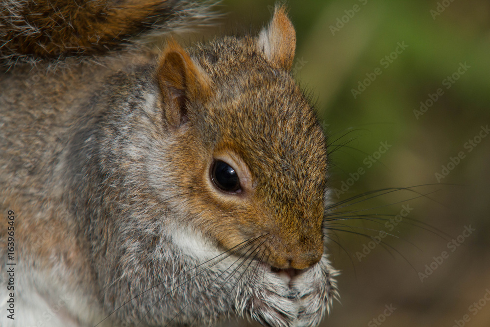 Obraz premium Grey Squirrel