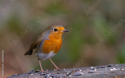 Robin Red Breast © Kevin