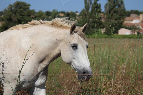 cheval blanc © canecorso