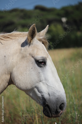 profil cheval blanc © canecorso
