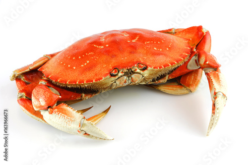 single steamed crab isolated on white background