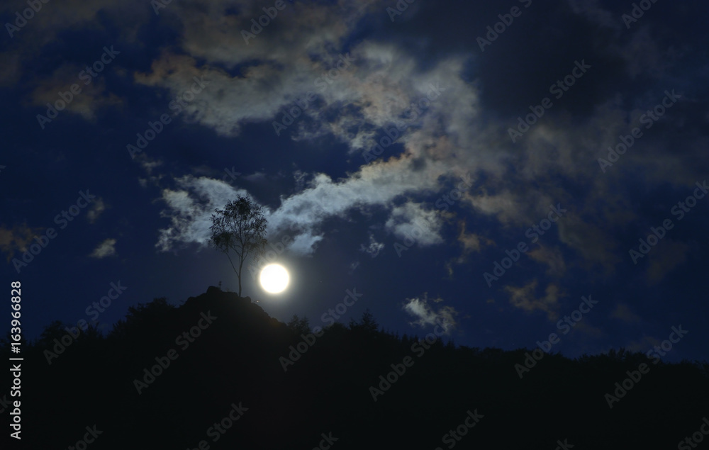 tree under the moonlight