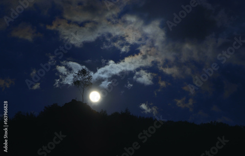 tree under the moonlight