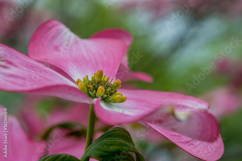 A local Dogwood flower.