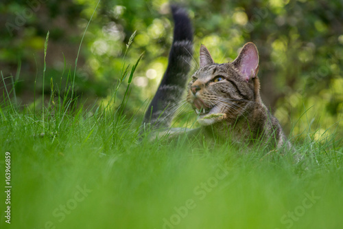 Ben the cat trying to catch a flying by bug.